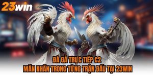 Đá Gà Trực Tiếp C2 Mãn Nhãn Trong Từng Trận Đấu Tại 23WIN